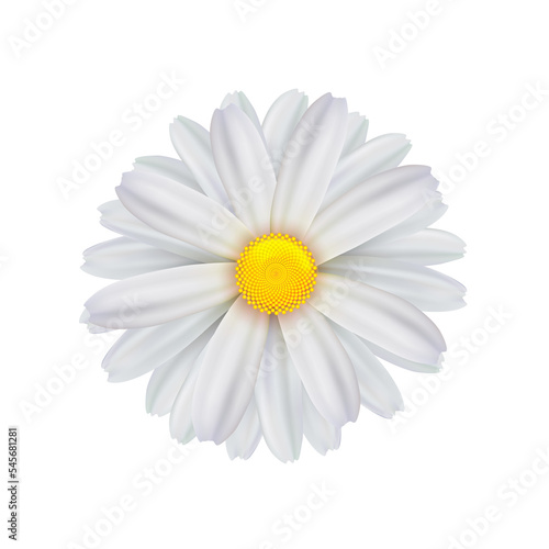 Single chamomile flower isolated on a transparent background. White flower. PNG