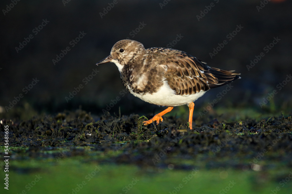Turnstone.(Arenaria interpres) Turnstone.(Arenaria interpres)