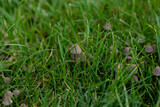 close-up in the green grass small gray mushrooms