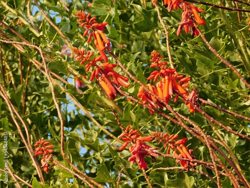 Coral tree, or Erythrina humeana, red flowers