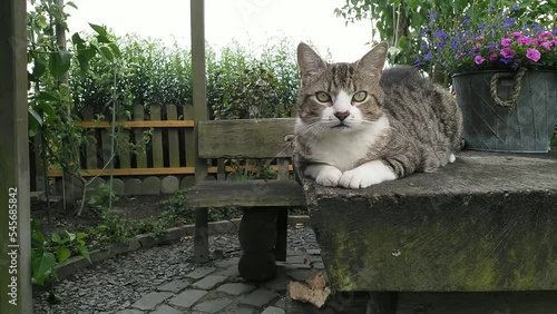 Curious tabby cat in the garden, looking around and being playful