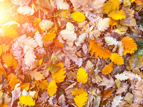 Red and orange autumn leaves background with sun flare. Colorful backround image of fallen autumn leaves