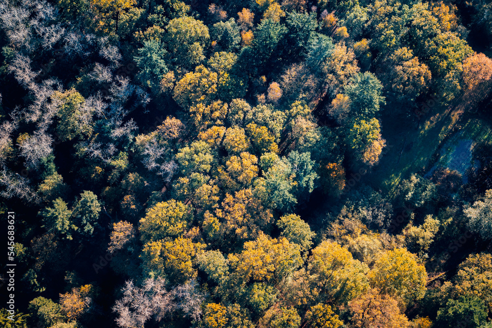 Forest trees showing autumn colors, photographed from the sky.