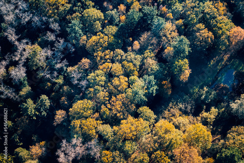 Forest trees showing autumn colors, photographed from the sky.
