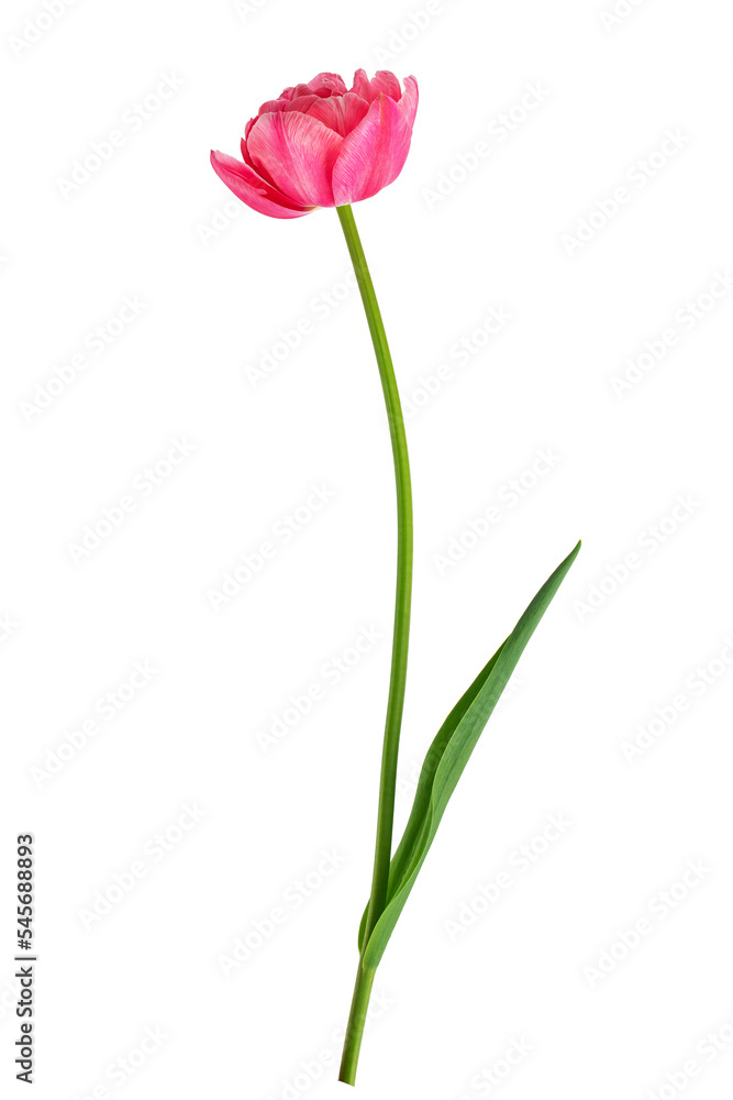 blooming tulips with leaves on a transparent background blooming tulips with leaves on a transparent background