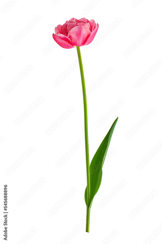 blooming tulips with leaves on a transparent background blooming tulips with leaves on a transparent background