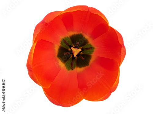 blooming tulips with leaves on a transparent background