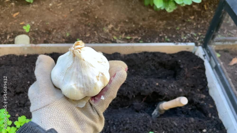 Vídeo do Stock Planting garlic in the garden. Person holding garlic in hand before splitting up