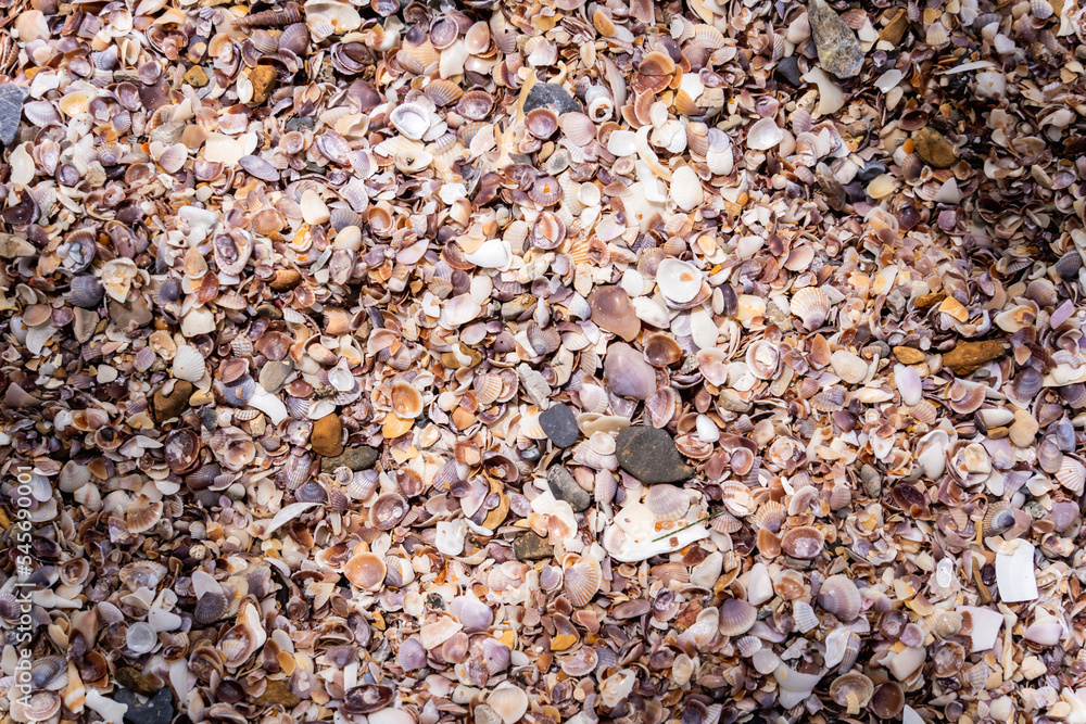 Beach full of shells on the ocean side Beach full of shells on the ocean side