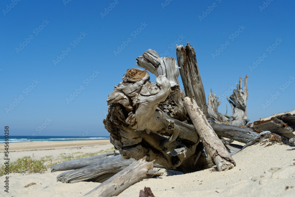 scenery with beach grass and driftwood at atlantic beach. biscarrosse plage scenery with beach grass and driftwood at atlantic beach. biscarrosse plage