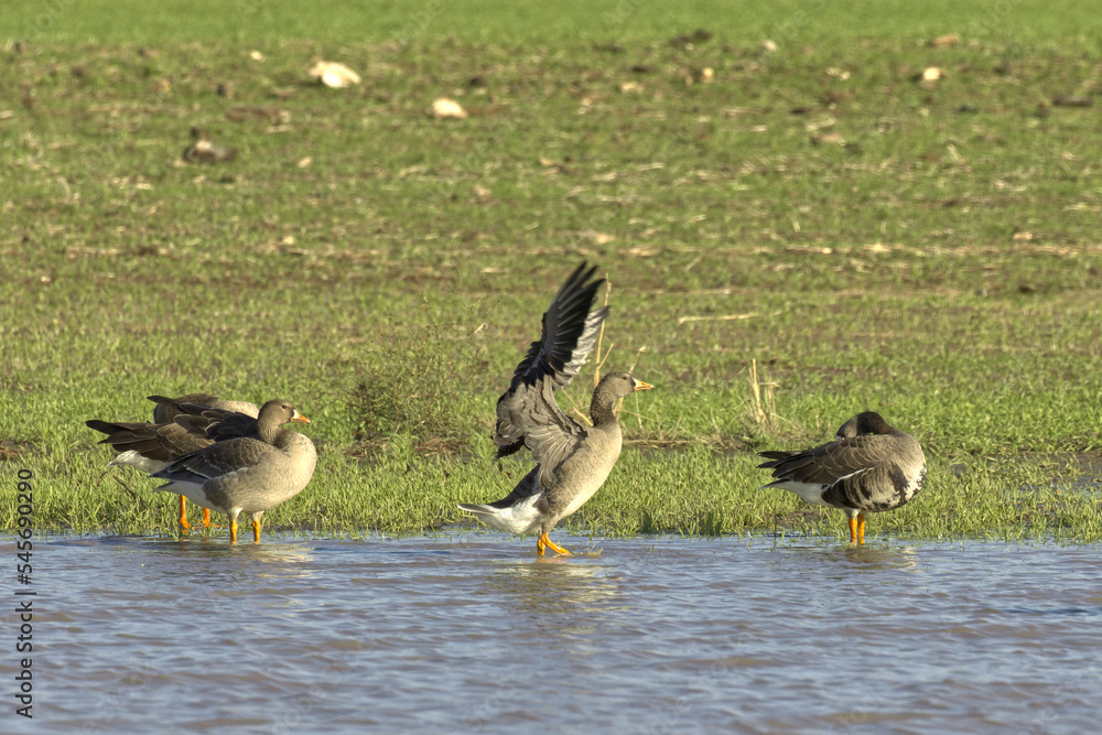 Fototapeta premium Graylag Geese. Anser anser
