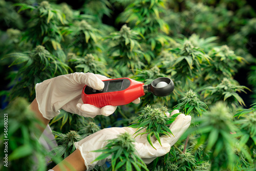 Fotografie Scientist is measuring light by light meter on gratifying cannabis plants and buds in a medicinal indoor cannabis farm using a thermometer and hygrometer