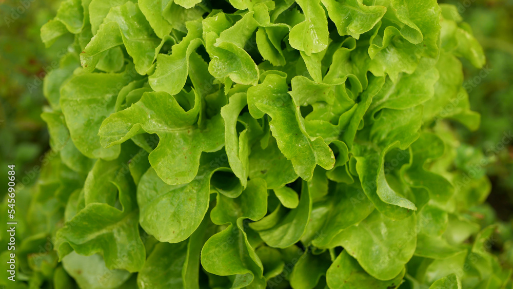 Lettuce oakleaf green bio harvest farm field Lactuca sativa harvesting food corrugated farmer farming greenhouse closeup garden leaf plant green row leaves greenhouse organic plantation vegetables Lettuce oakleaf green bio harvest farm field Lactuca sativa harvesting food corrugated farmer farming greenhouse closeup garden leaf plant green row leaves greenhouse organic plantation vegetables