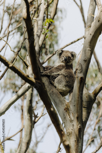 Photography Koala resting in a tree with its joey.