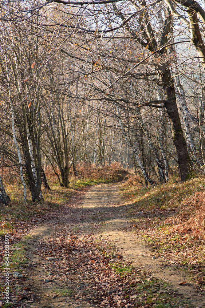 Beautiful forest scenery during golden autumn Beautiful forest scenery during golden autumn
