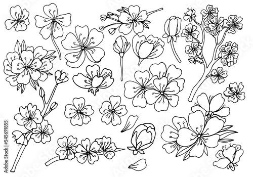 Set of isolated sakura styles. Cute hand drawn flower vector illustration in black outline and white plane on white background.