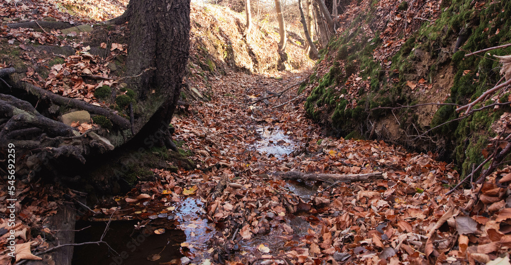 Beautiful forest scenery during golden autumn Beautiful forest scenery during golden autumn