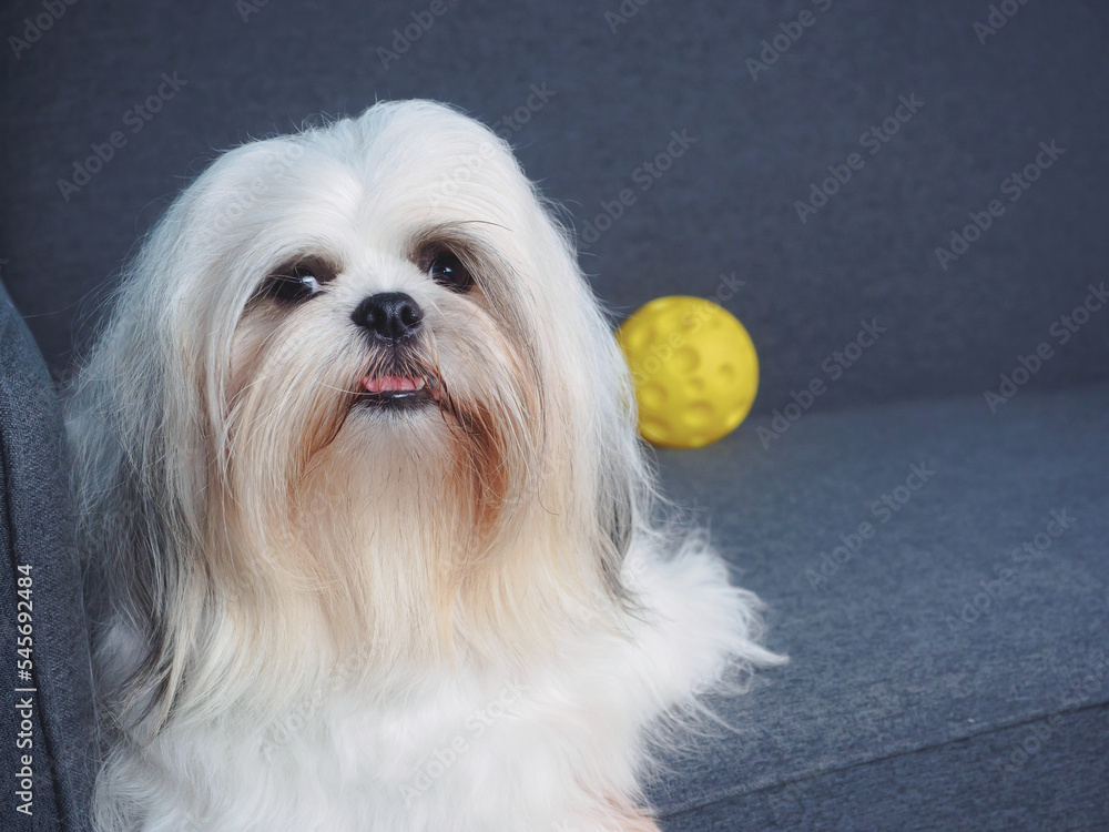 Fluffy white Shih Tzu dog with a yellow ball on the sofa at home. Fluffy white Shih Tzu dog with a yellow ball on the sofa at home.