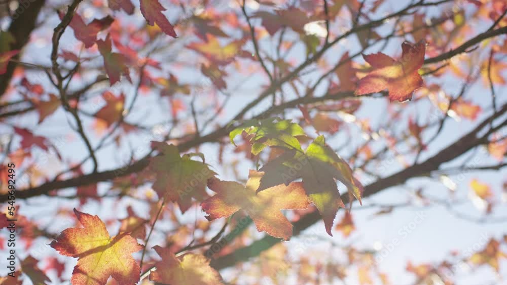 Camera moves across a series of sweet gum leaves on an autumn day in the sunlight, in slow motion Camera moves across a series of sweet gum leaves on an autumn day in the sunlight, in slow motion
