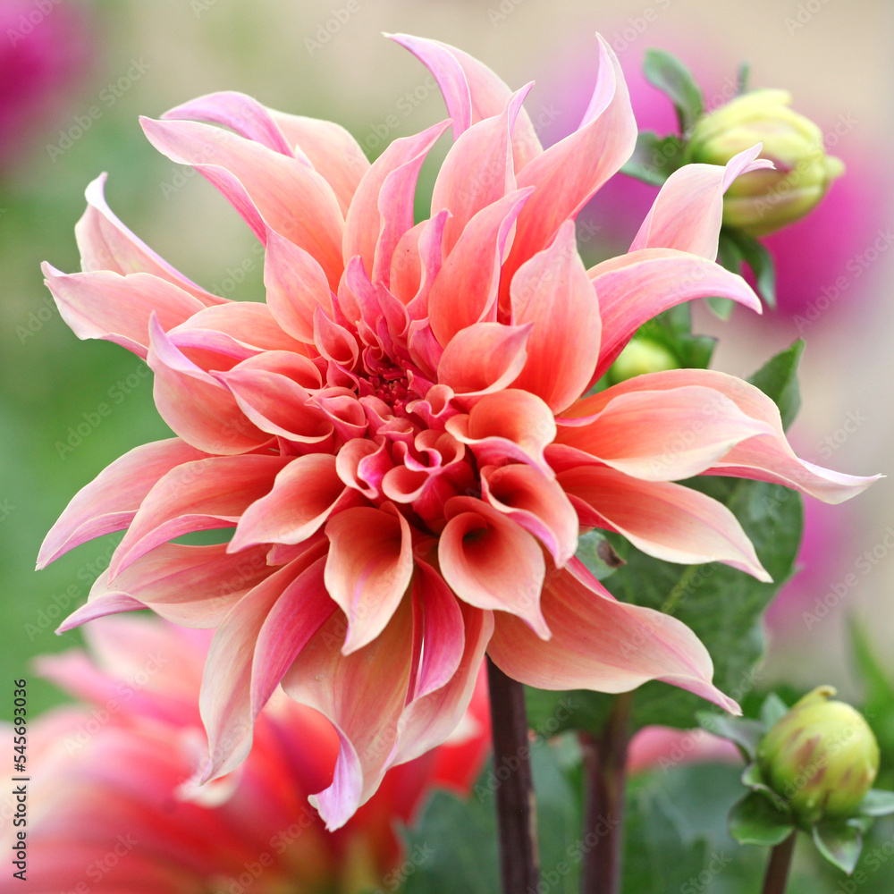 Fototapeta premium Decorative Dahlia 'Labyrinth' in flower.