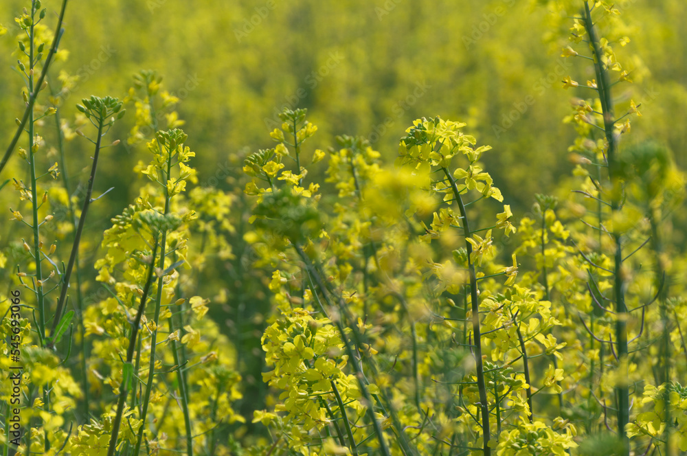 Canola flower at the site of the Fujiwara Palace, Takadono-cho, Kashihara City, Nara Prefecture. Canola flower at the site of the Fujiwara Palace, Takadono-cho, Kashihara City, Nara Prefecture.