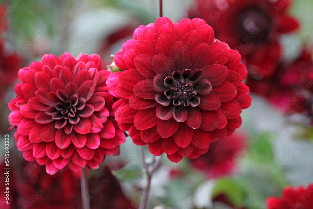 Dahlia 'Karma Choc' in flower. Dahlia 'Karma Choc' in flower.