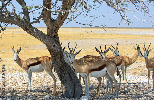 Herd of Springbok standing under a tree shading from the hot midday sun, against a natural plains background. © paula