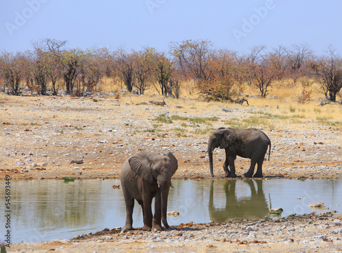 Pretty waterhole with bush background with Two African Elephants standing on the edge of a waterhole