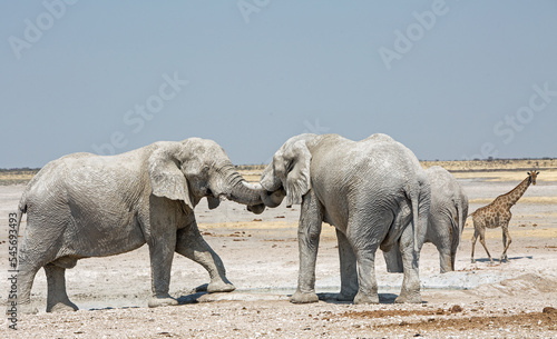 Two Elephants with their trunks wrapped around each other  in a playful dominance game
