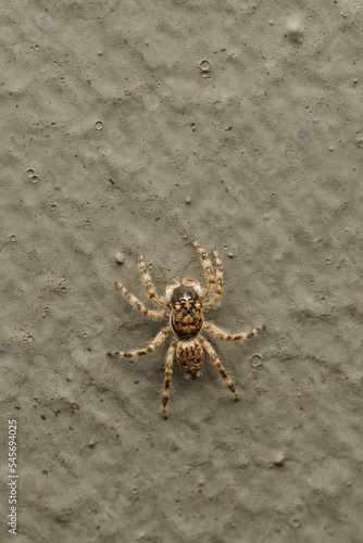 The Mini World of Spider