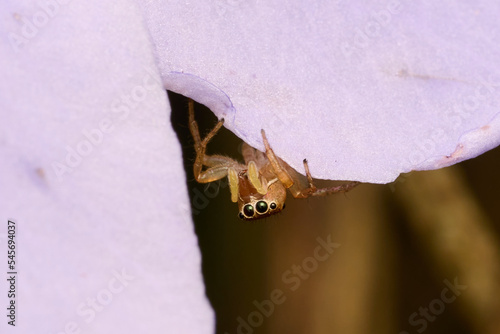 The Mini World of Spider