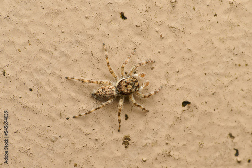 The Mini World of Spider