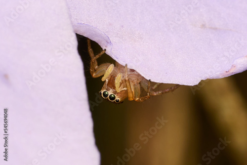 The Mini World of Spider