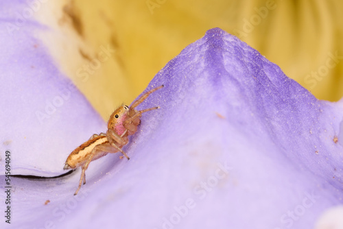 The Mini World of Spider