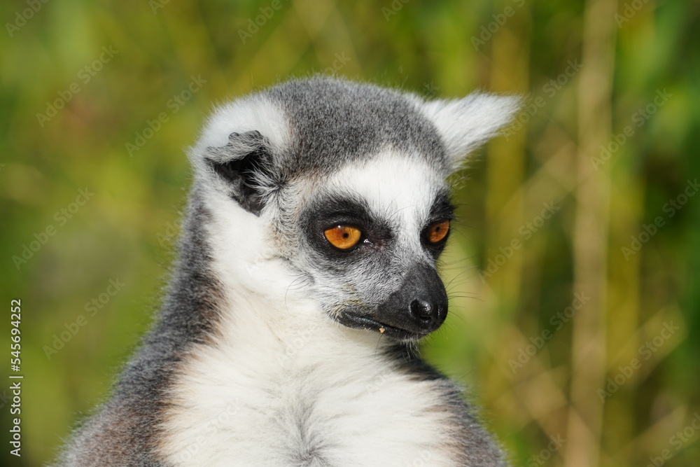 Obraz premium Ring tailed lemur