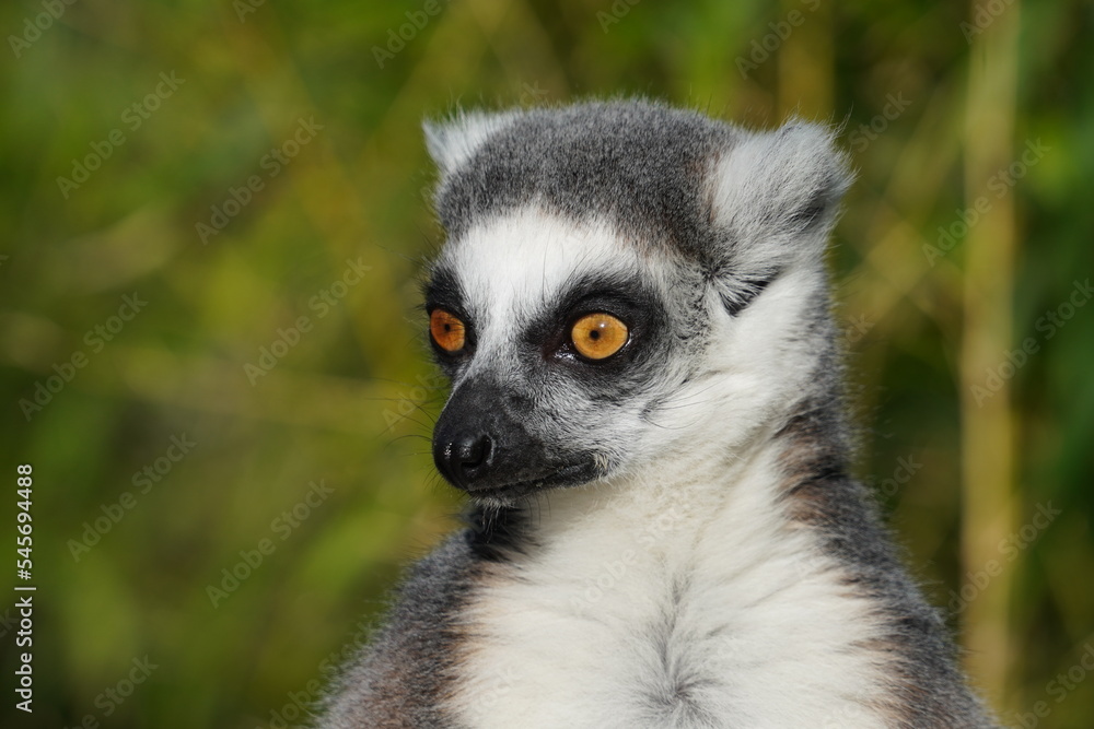 Ring tailed lemur Ring tailed lemur