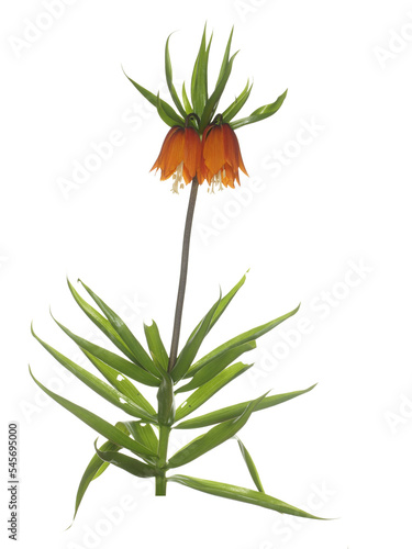 Obraz na plátně Flower hazel grouse  isolated on white background