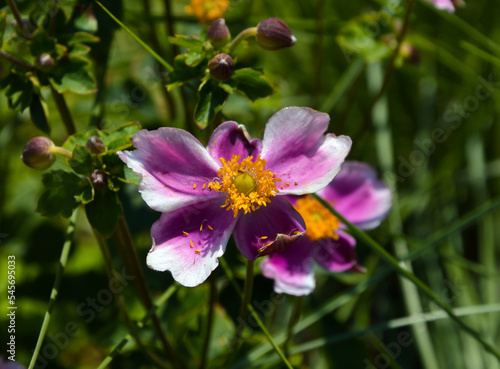 Close-up shot of a violet flower in a garden. 