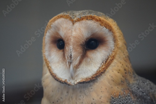 Barn owl © Colin