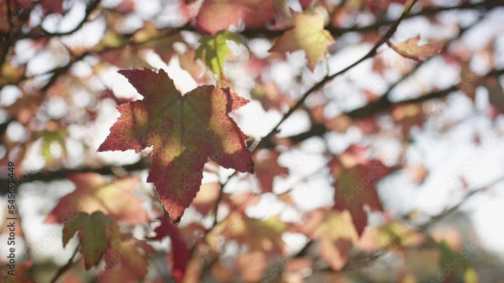Shot of sweet gum leaf in the breeze as the sun flares behind, in slow motion Shot of sweet gum leaf in the breeze as the sun flares behind, in slow motion