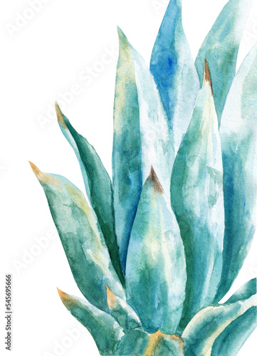watercolor illustration of agava leaves isolated on white background photo