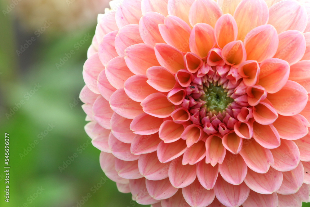 Dahlia 'Linda's Baby' in flower. Dahlia 'Linda's Baby' in flower.