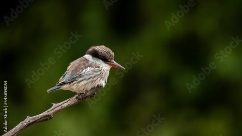 Fotografia, Obraz Kingfisher (Halcyon chelicuti) standing on a branch on blurred background of gre