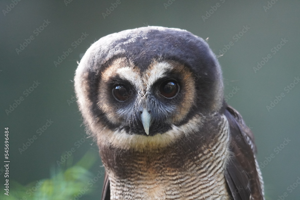 Brown wood owl Brown wood owl