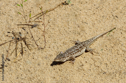 A small lizard sits on the sand near  basking in the sun.