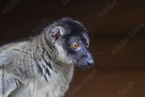 Common brown lemur © Colin