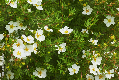 Photos Blooming bush of cinquefoil or Potentilla fruticosa Abbotswood with small green leaves and white flowers in a garden