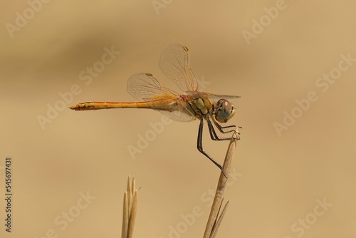 Macro shot of a Red-veined darter (Sympetrum fonscolombii ) on a plant against blurred background photo