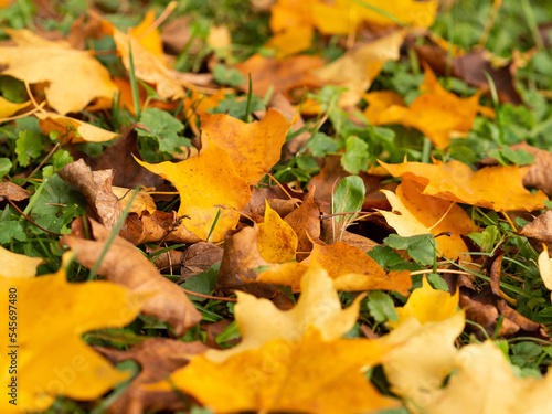 Feuilles d'automne au sol 