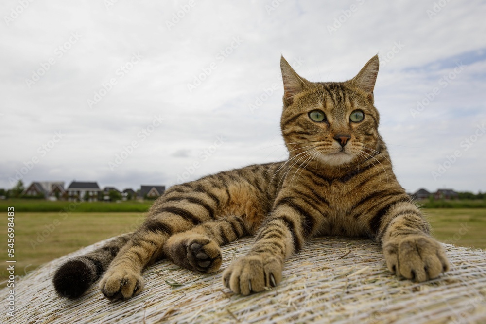 Closeup of a brown tabby cat lying on a ground Closeup of a brown tabby cat lying on a ground